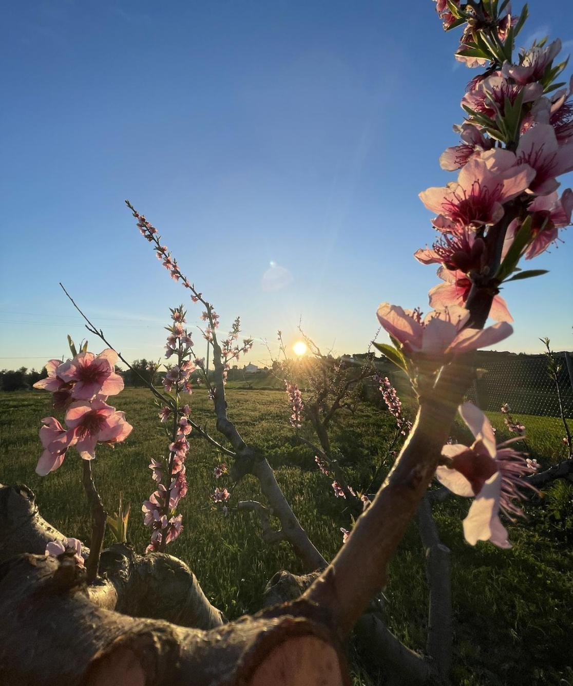 Agriturismo Le Grange Numana Kültér fotó